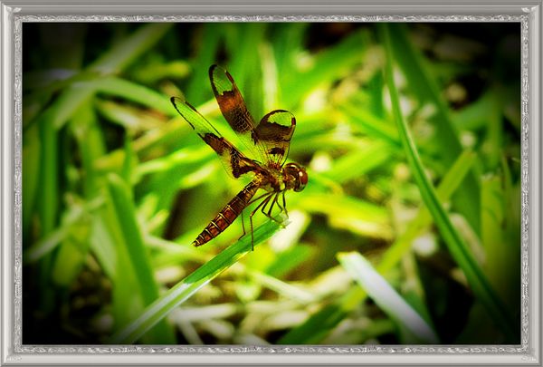 A very small dragonfly pose 1...
