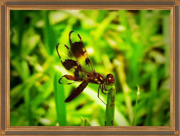 Same dragonfly pose 2...