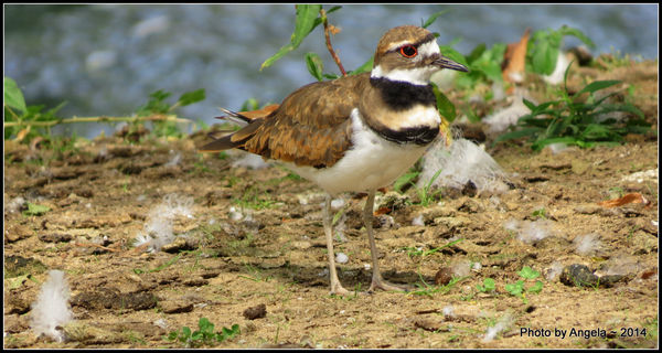 First time I've ever seen a killdeer!!  Happy me!...