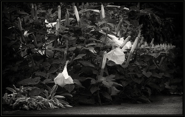 Variant of White Trumpet Flowers in Black and Whit...