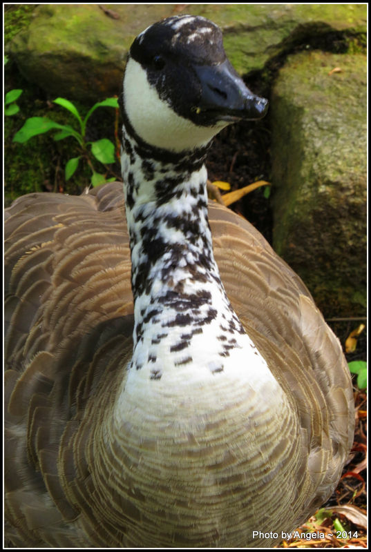 A goose of a different color......