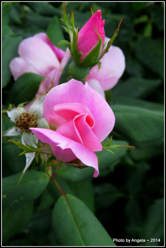 Soft pink rose......