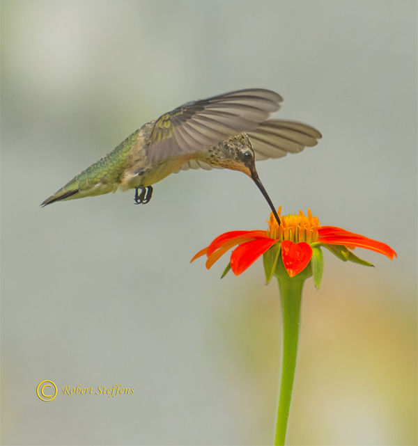 Ruby-Throated Hummingbird...