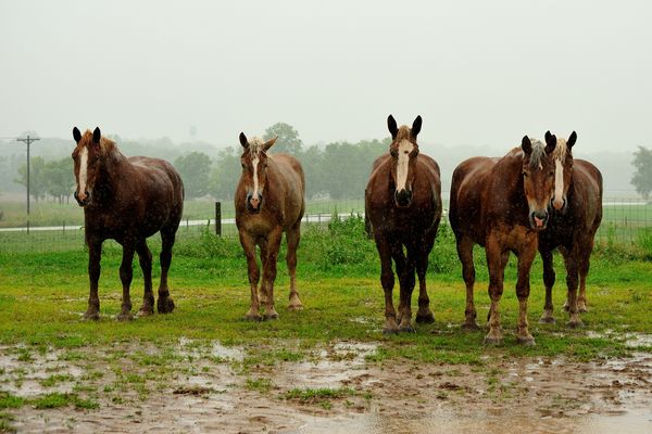 Wet draft horses giving me that "is he really taki...