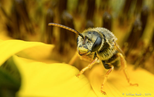 Miner Bee Photo 1...