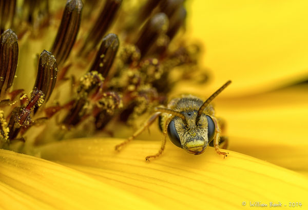 Miner Bee Photo 2...