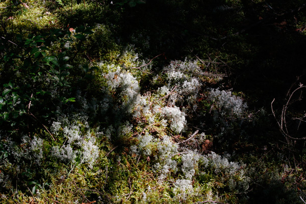 Lichen and sphagnum...