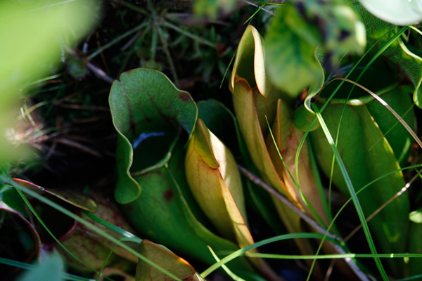 Pitcher plants in the sphagnum bog...