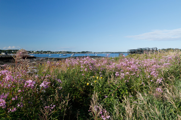 Maine summer: fireweed and lobster boats in Jonesp...