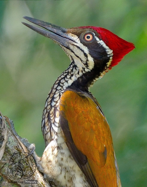 Greater Flame Back Woodpecker - Up close.....