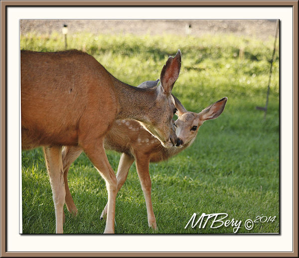 and one word and nudge and the fawn took off....