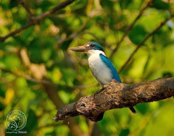 Collared Kingfisher - go wash you mouth.....