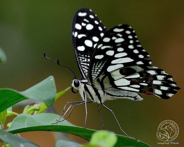 Common Lime - Butterfly...