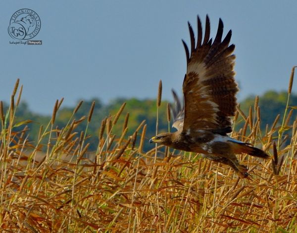 Tawny Eagle - in the field....