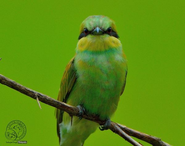 Green Bee Eater - Juvenile - Into the lens......