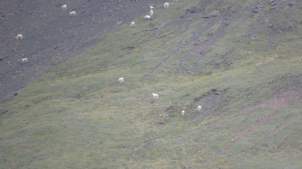 Dall Sheep high on mountain...