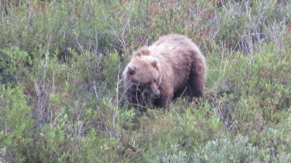 Moving Grizzly bear at max zoom...