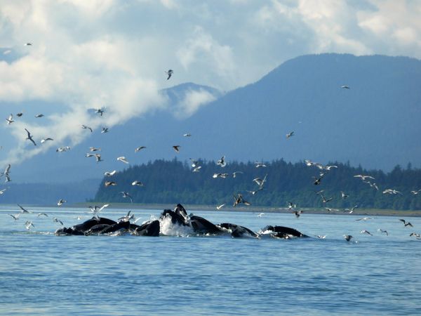 whales bubble feeding in Juneau...
