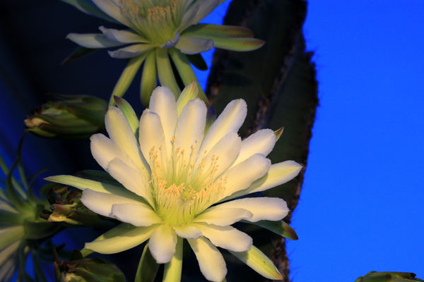 night blooming cactus...