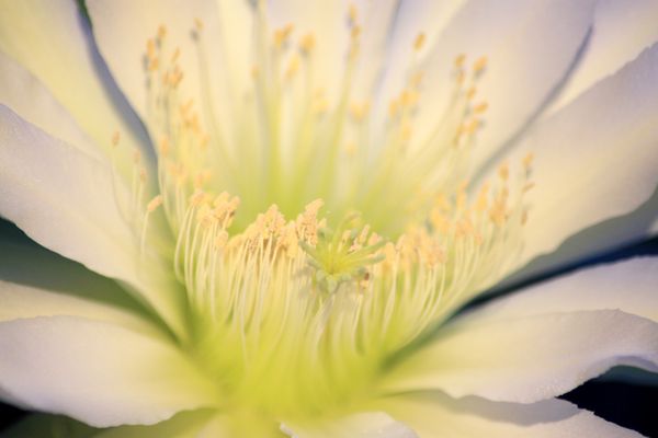 close up of cactus flower...