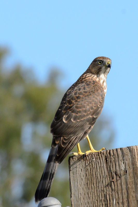 Cooper's Hawk. Notice fluff on talon from prey....