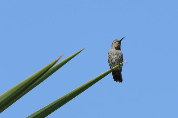 Anna's Hummingbird female...