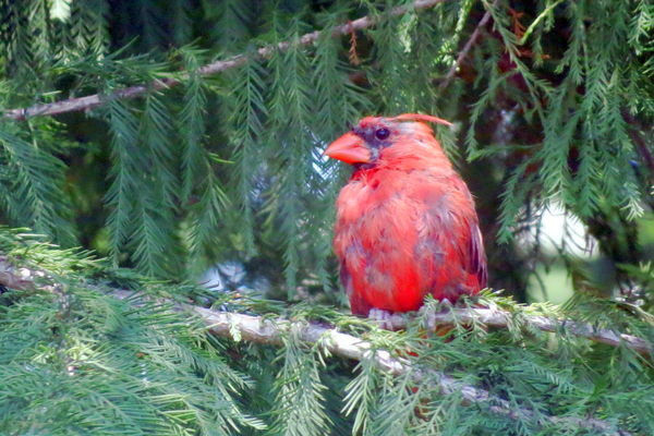 Close up of young cardinal...