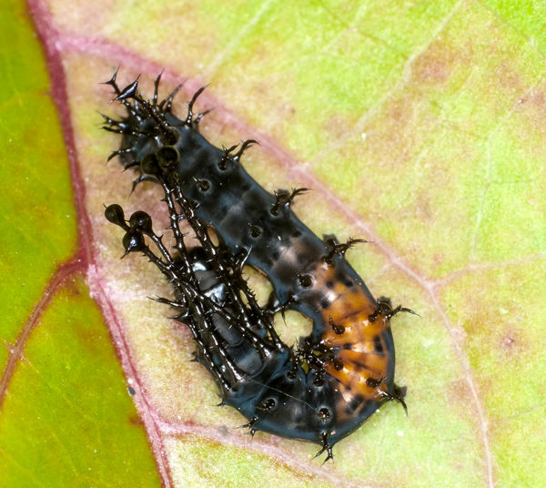 Hickory Horned Devil Caterpillar & dorsal view of Arrow-shaped ...