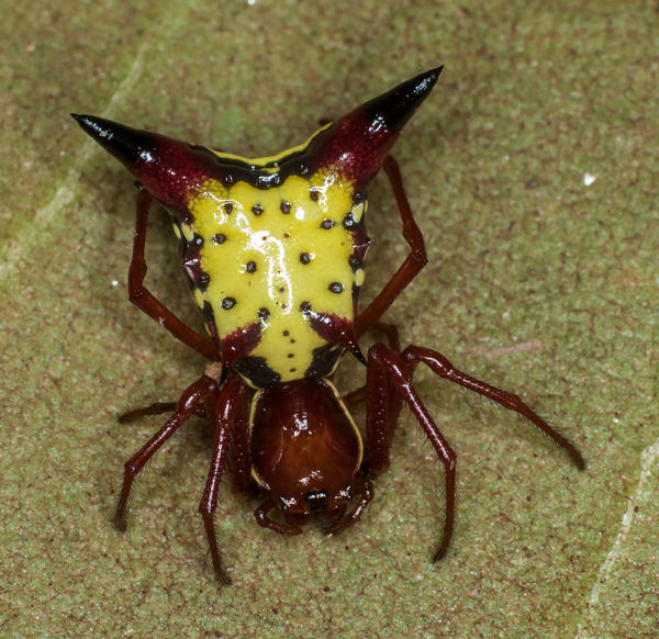 Hickory Horned Devil Caterpillar & dorsal view of Arrow-shaped ...