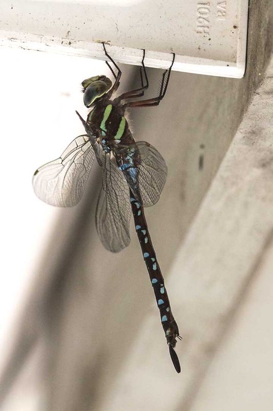 Black-tipped Darner. 5D,f8,ISO400...