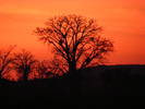 Sunset Boabs, Marlgu Billabong, Kimberley, WA....