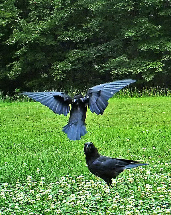 Crow on takeoff...