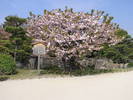 Cherry Blossom tree-Japan...