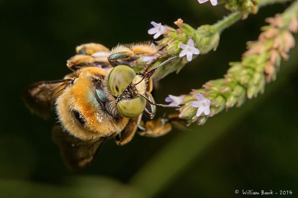 Big Ole Bumble Bee...