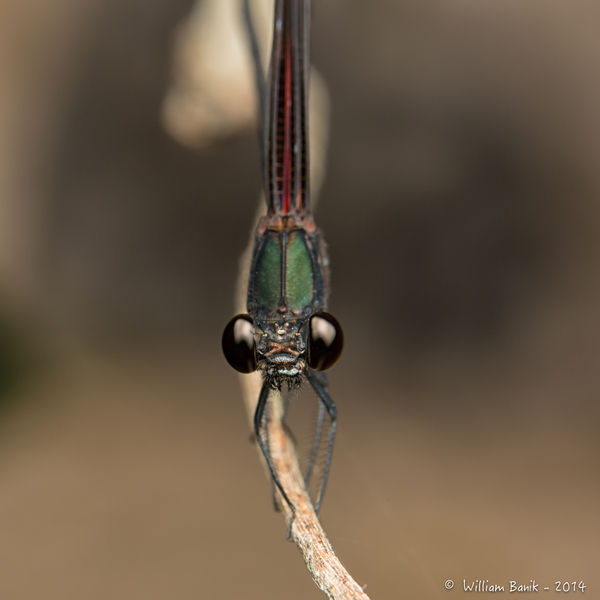 Damsel - These are quite nice but hard to photogra...