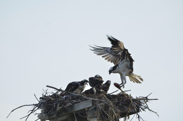 Osprey nest...