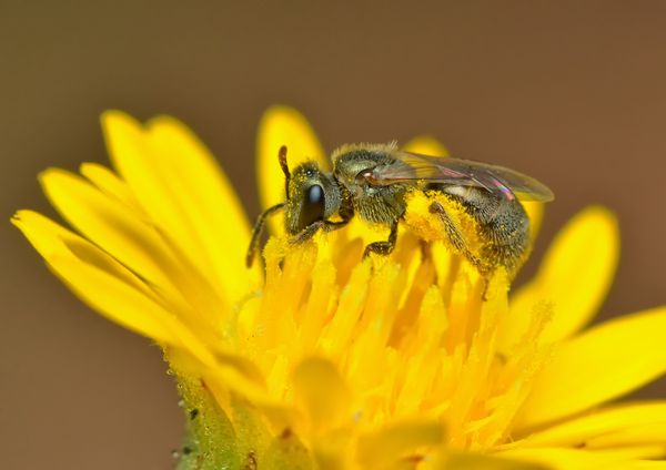 2). Tiny Bee...