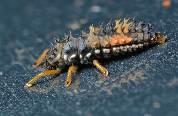 lady bug larva...