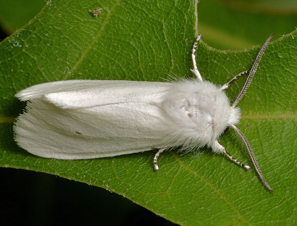 Hyphantria cunea,fall webworm moth...