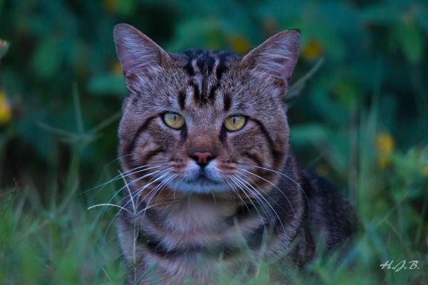 This is a feral cat.I see him when i'm out shootin...