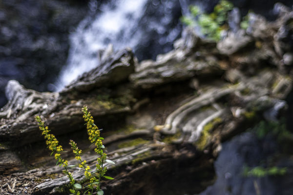 A weed and waterfall at f1.8....