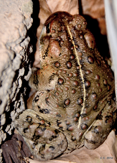Close up of the toad's back, warts and all....