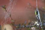 "Frame Within a Frame"  of a Spider's Web...