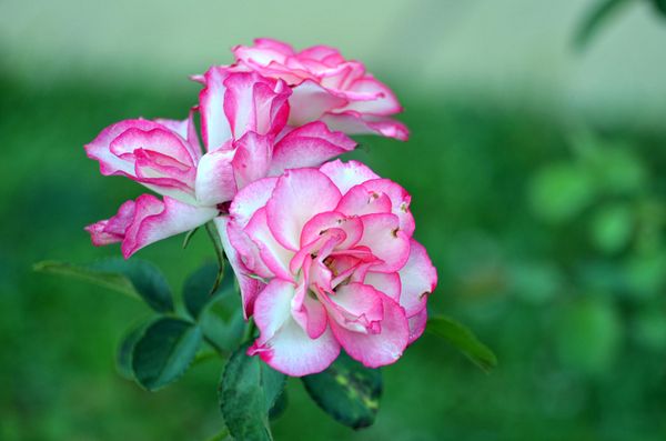 Lovely pink roses...