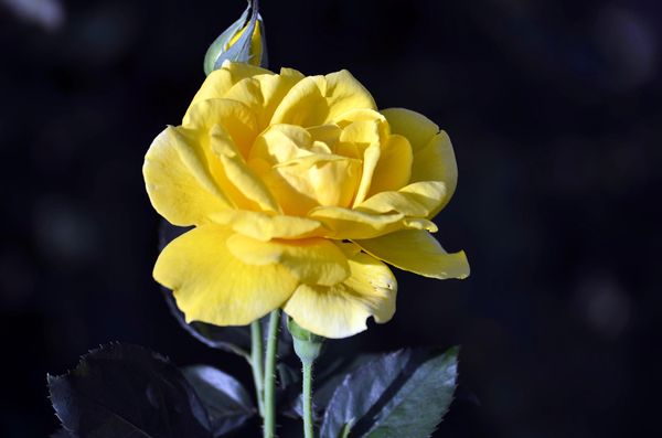 Yellow rose in all her glory...