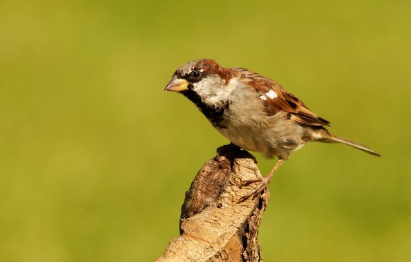 3 Sparrow...