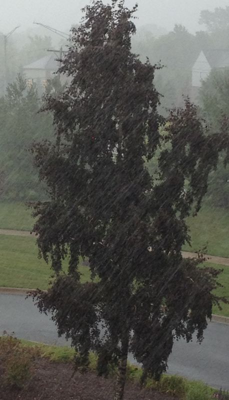 This is the saddest tree during rain....
