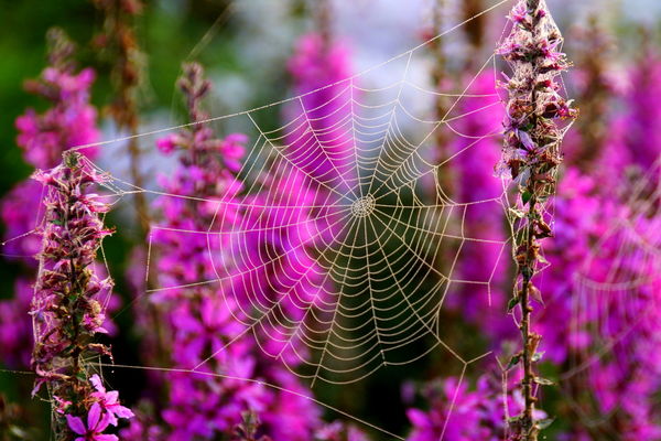 in the fog I noticed spider webs in my flower bed ...