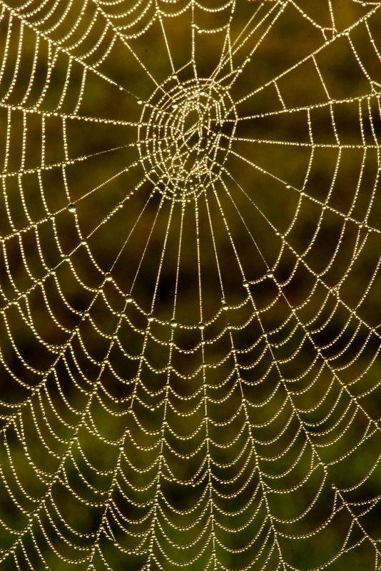 it rained later this day and all the webs were was...