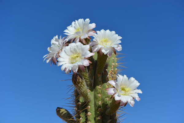 The cactus are beginning to bloom...